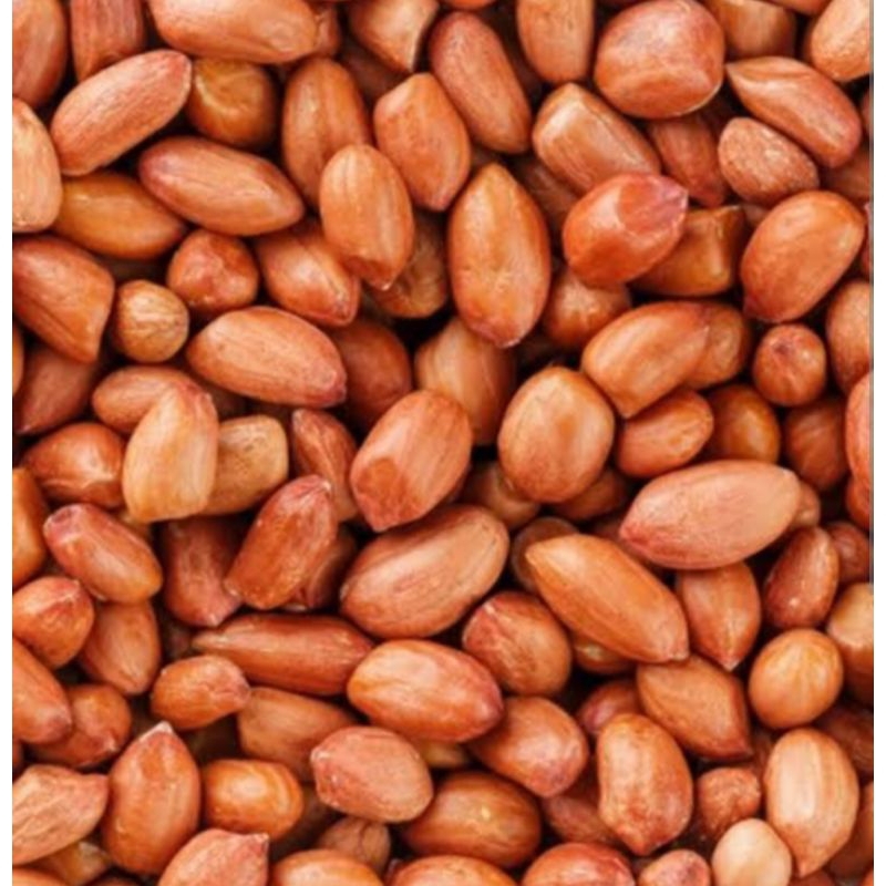 

kacang tanah