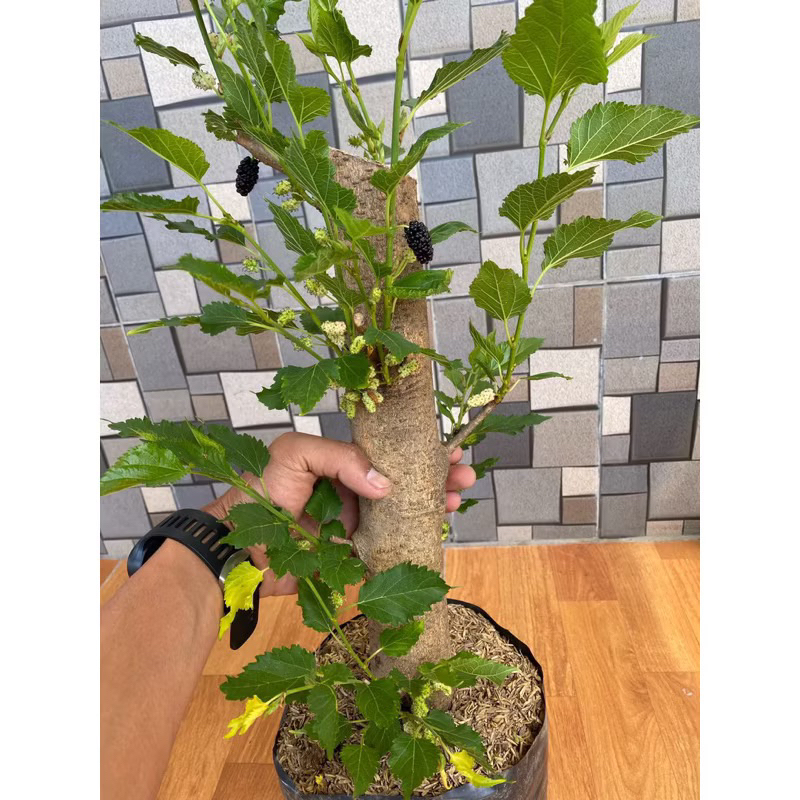 PROMO | Murbei Super Jumbo | Buah Murbei Super Jumbo | Murbei Sudah Berbuah