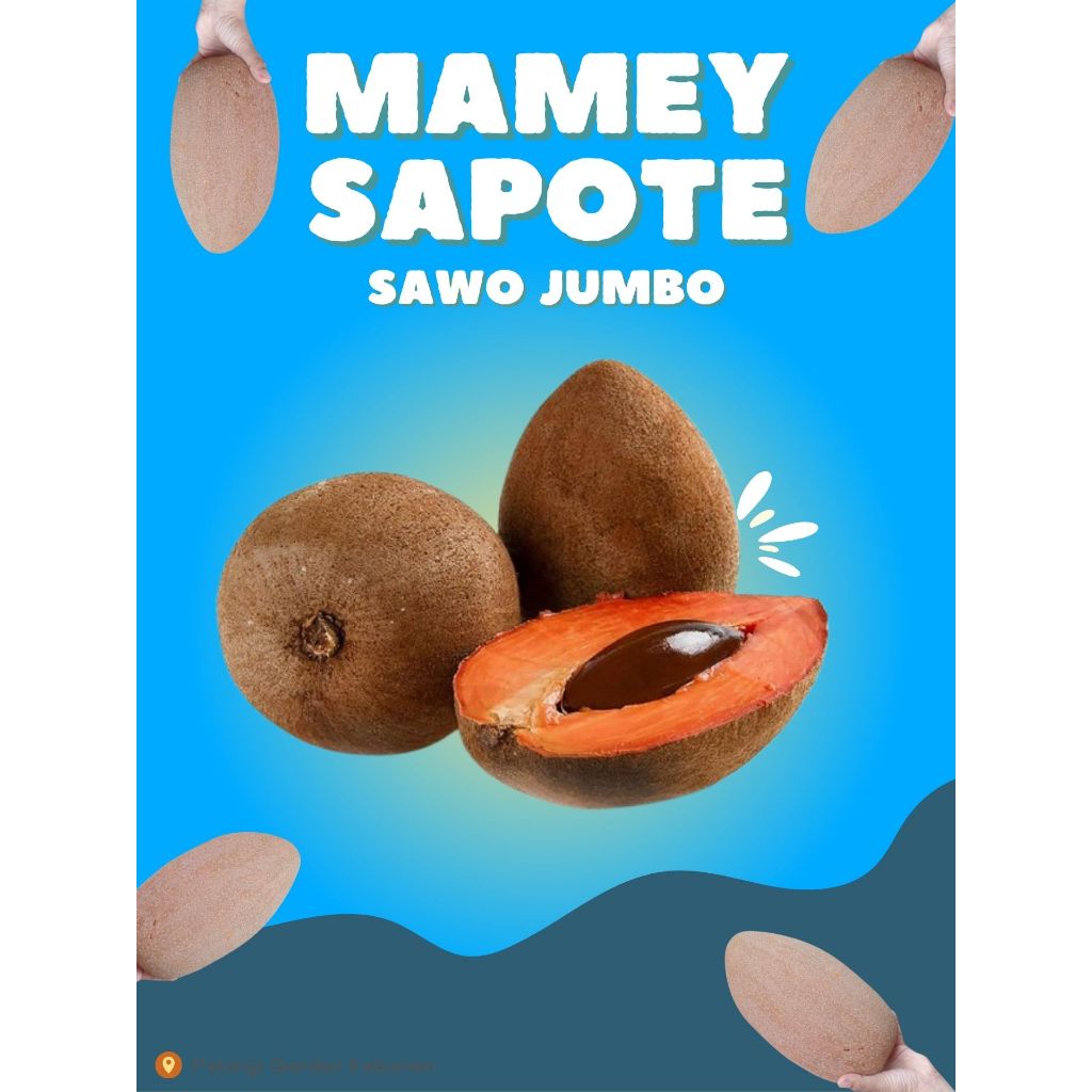 

RAKSASA MANIS !! Buah Eksotis Premium, Sawo Jumbo Segar