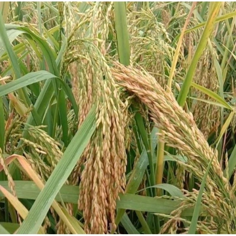 Benih padi Ciliwung 02 (5kg)