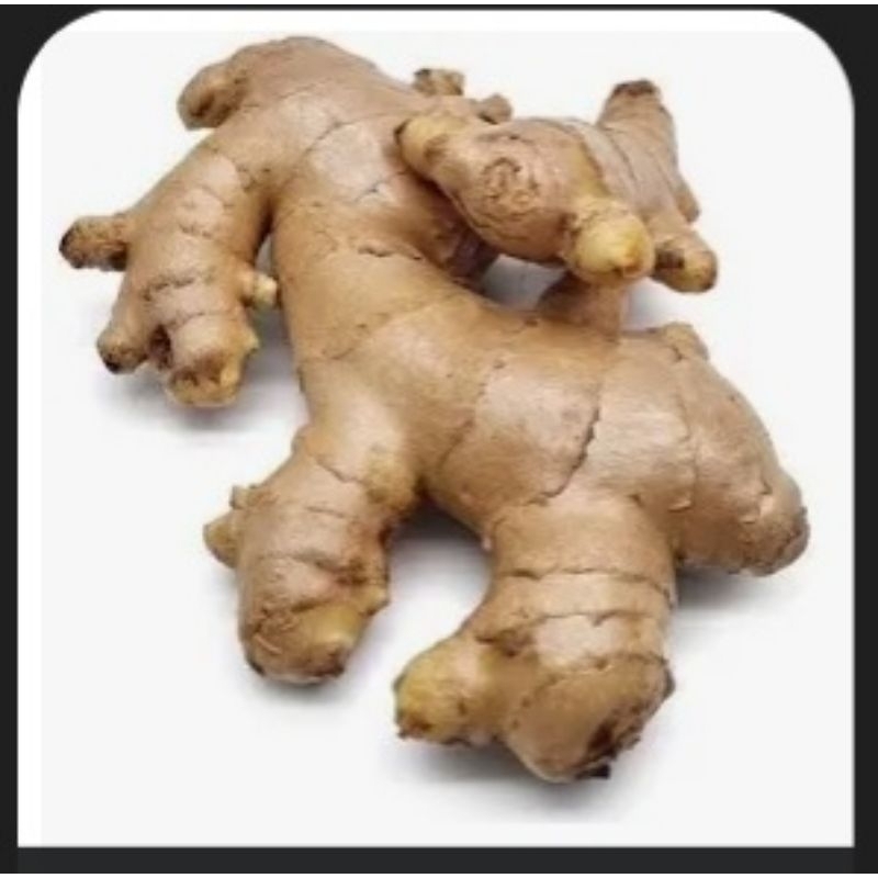 

jahe segar.jahe gajah.