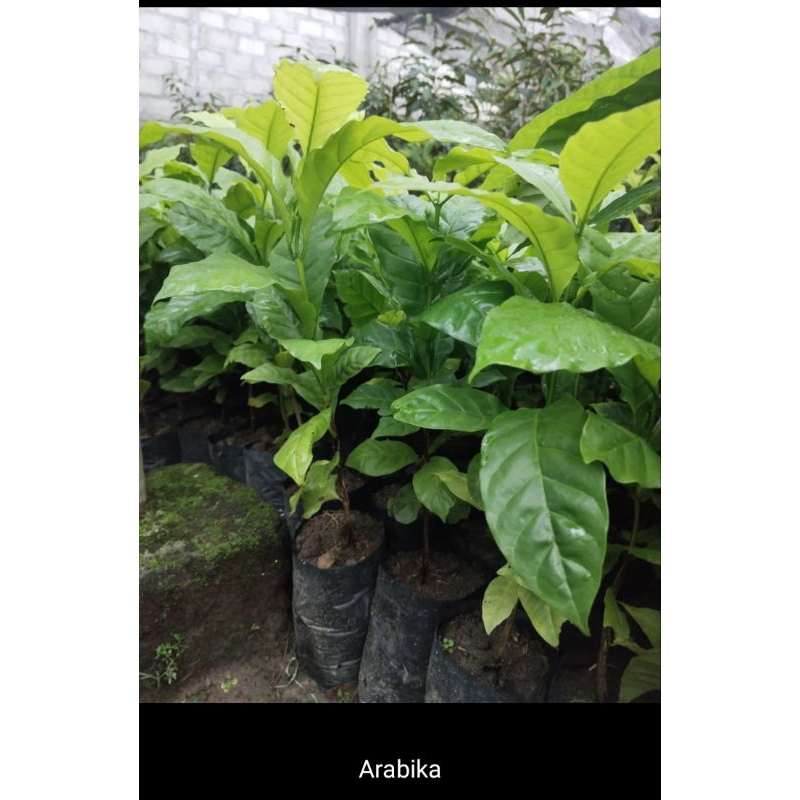 BIBIT KOPI ROBUSTA TINGGI 30CM BIBIT TERBAIK