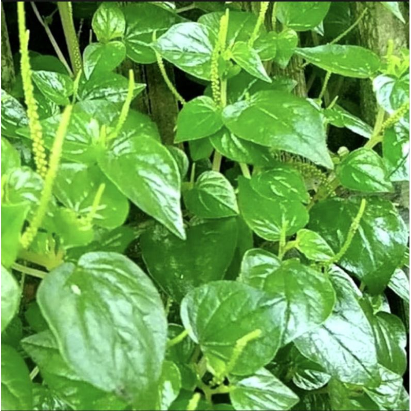 

DAUN SIRIH CINA SEGAR 100 GRAM