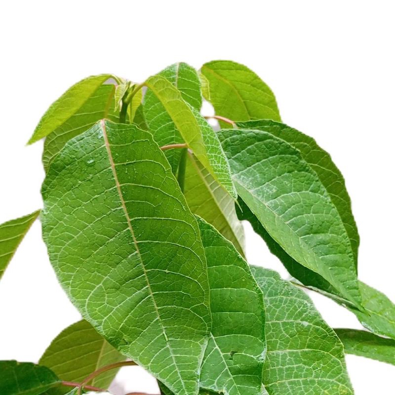 

Daun kastuba segar untuk lalapan 250 gram