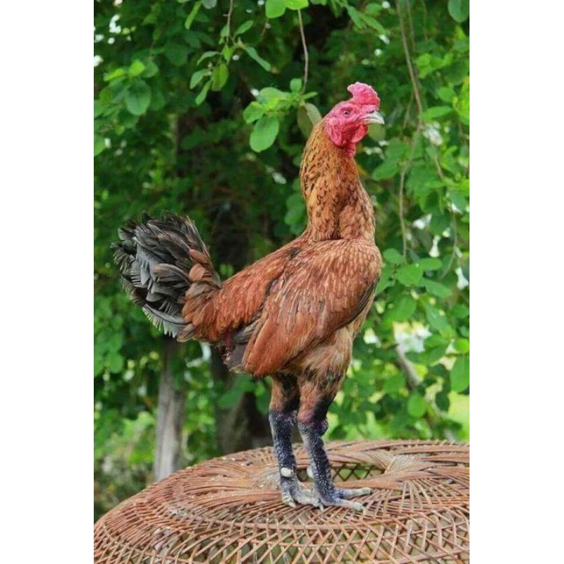 

TELUR AYAM BANGKOK PAMA MANGON NINJA FERTIL ASLI SIAP UNTUK DITETASKAN