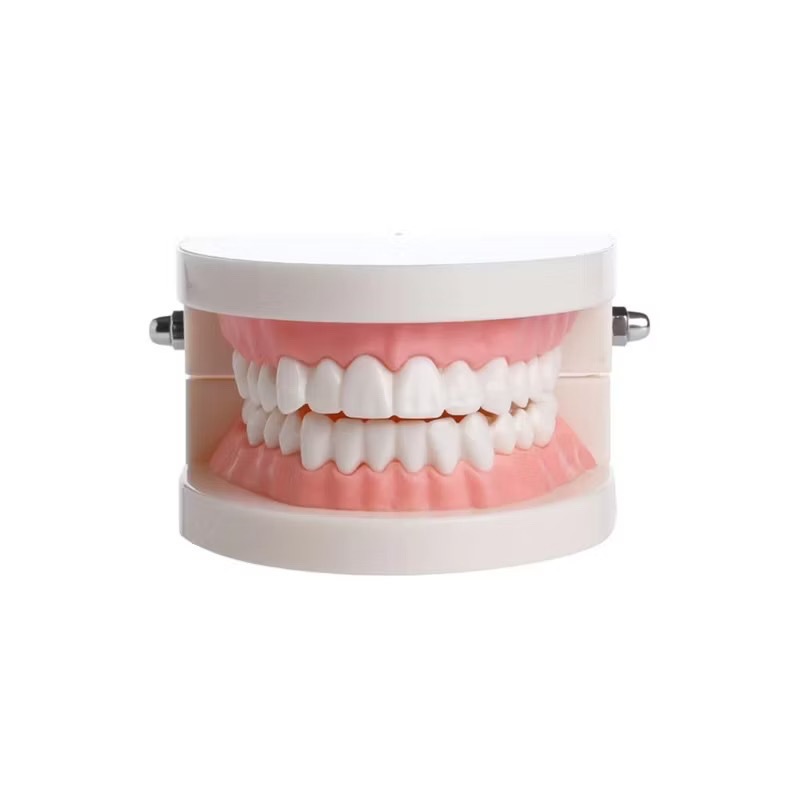 GIGI PHANTOM - Gigi Dental Model Study Edukasi Rahang Gigi Typodont Gusi Karet Alat Peraga Gigi