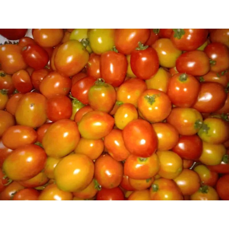 

tomat segar 500gr