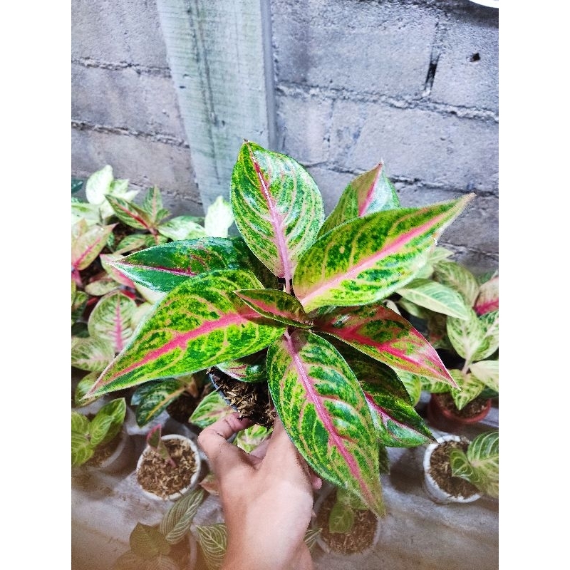 Aglonema mahameru tanian lokal