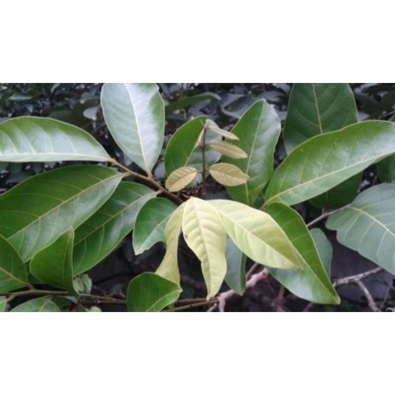 

Daun Rambutan Segar 200 Gram