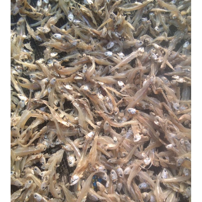 

ikan kering teri