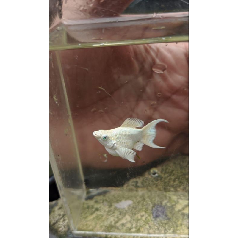 Molly Balon Platinum Cawang