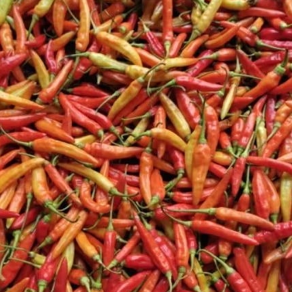 

cabe rawit merah 500 gram