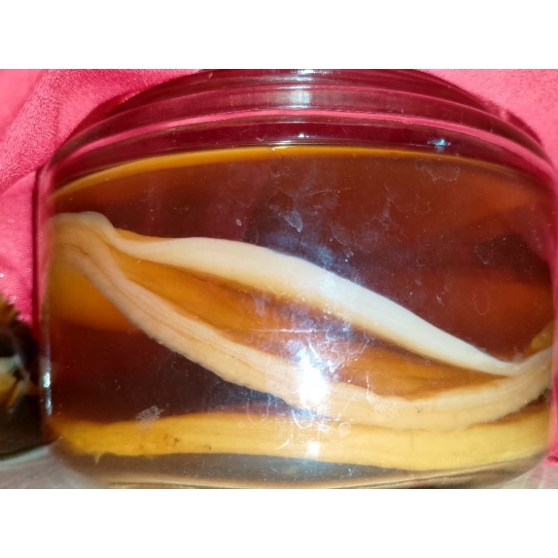 

Bibit Scoby + Starter Kombucha Minuman