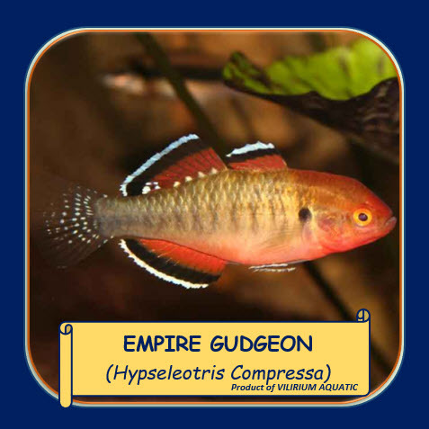 IKAN HIAS AIR TAWAR - EMPIRE GUDGEON / HYPSELEOTRIS COMPRESA