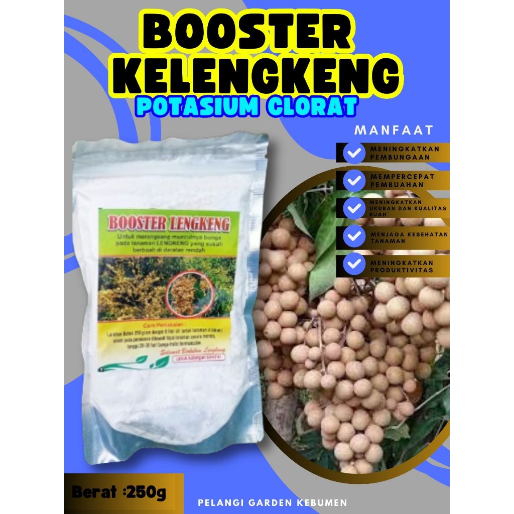 TERBAIK  Booster Buah Kelengkeng Pingpong, Booster Buah Kelengkeng Pingpong Berbuah, Booster Buah Ke