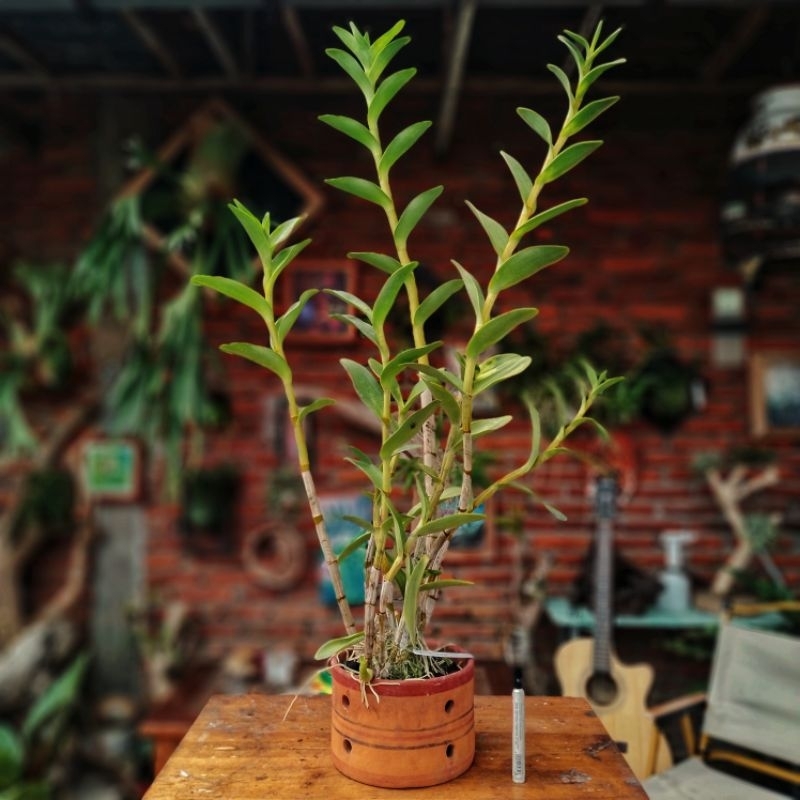 PUSPA TANDUR | Dendrobium Nindii | Anggrek Dendrobium Species | Anggrek dewasa