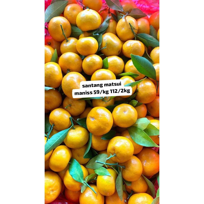 

Santang matsui maniss