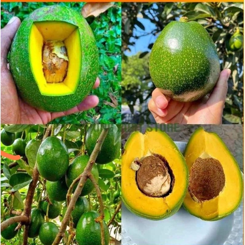 

ALPUKAT MENTEGA JUMBO asli dari lereng gunung muria berat 1kg is 1-2 buah