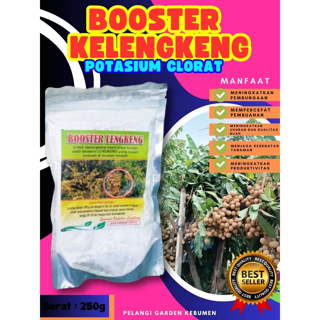 HASIL PANEN BERLIPAT  Booster Kelengkeng Cangkok, Booster Kelengkeng Cangkok Batang Besar Berbuah, B