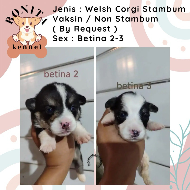 Welsh Corgi Stambum Anak Anjing Corgi Jantan Betina