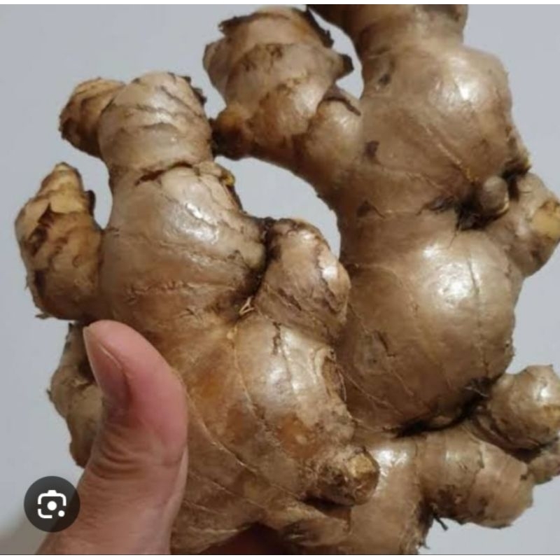 

jahe gajah segar / fresh .