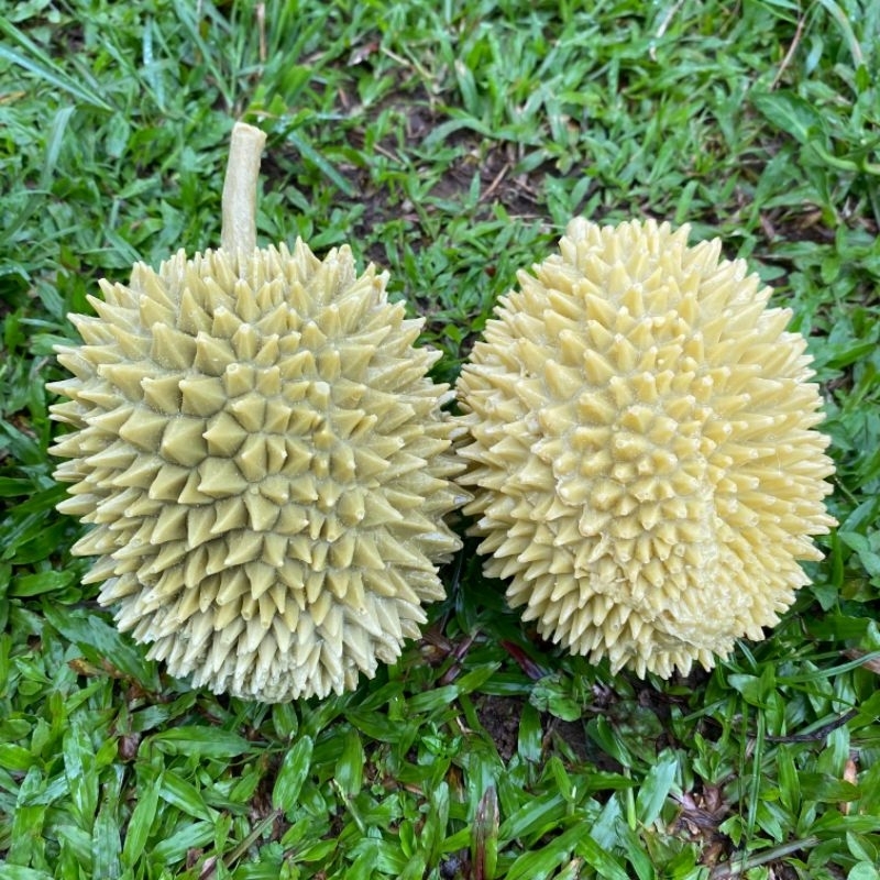 

Reflika buah durian ( 1pcs ) cocok untuk mainan anak-anak / edukasi / artificial / dekorasi / etalase toko / hiasan rumah / dummy