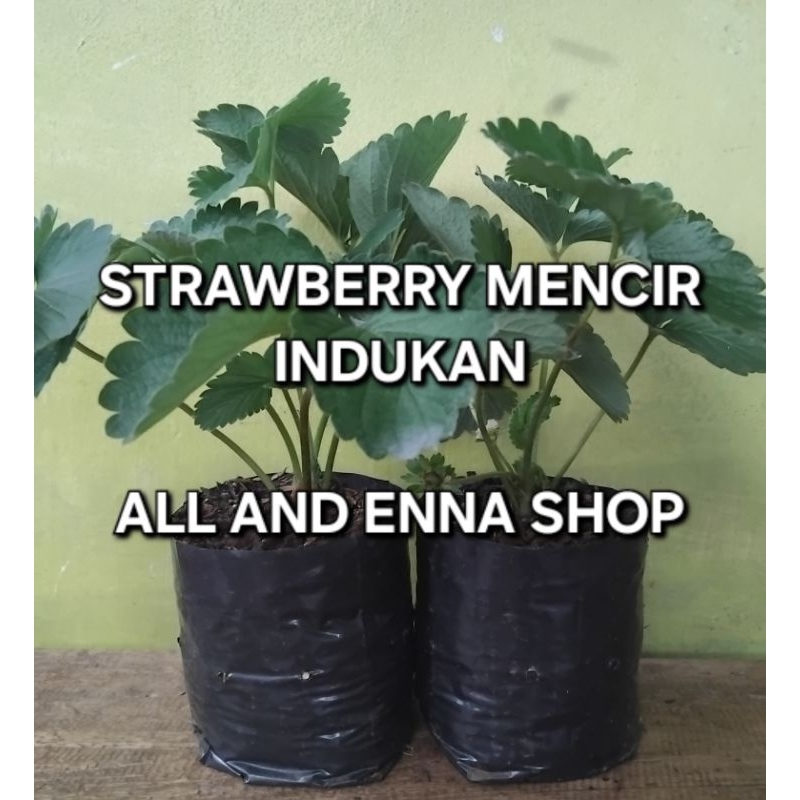 

indukan strawberry mencir jumbo