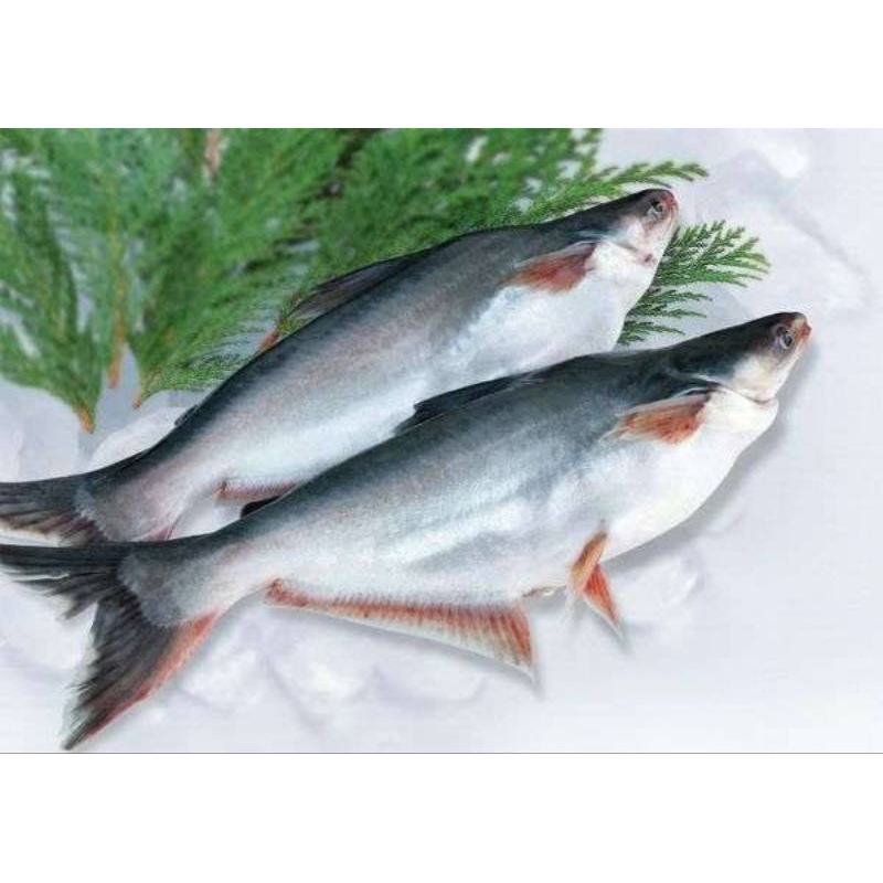 

Ikan Patin