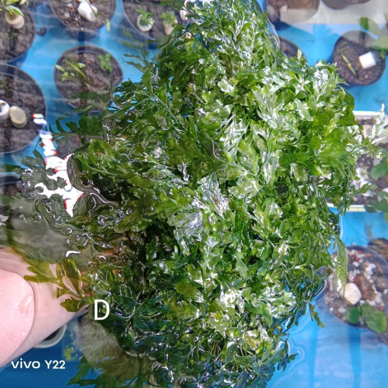 Bolbitis heudelotti porsi lempeng pakis besar