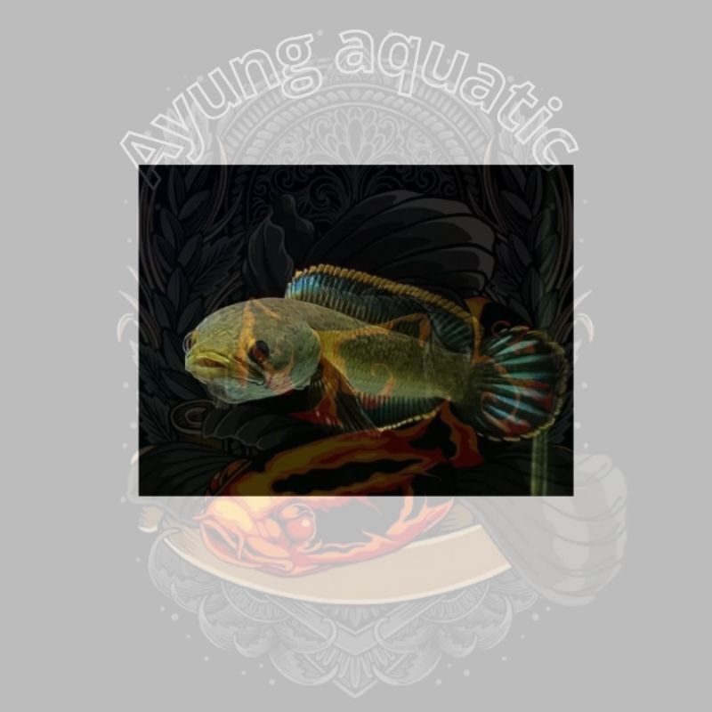 HIASAN AQUARIUM LIMBATA WC/CHANNA LIMBATA UKURAN 6-7CM