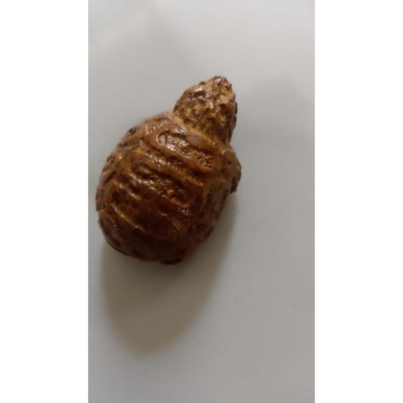 batu fosil kura kura