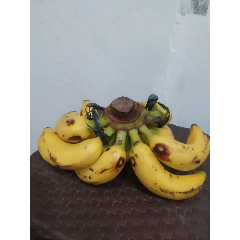 

Pisang Janten Matang Manis Persisir 11 000, SayurBuah Ku-Lampung