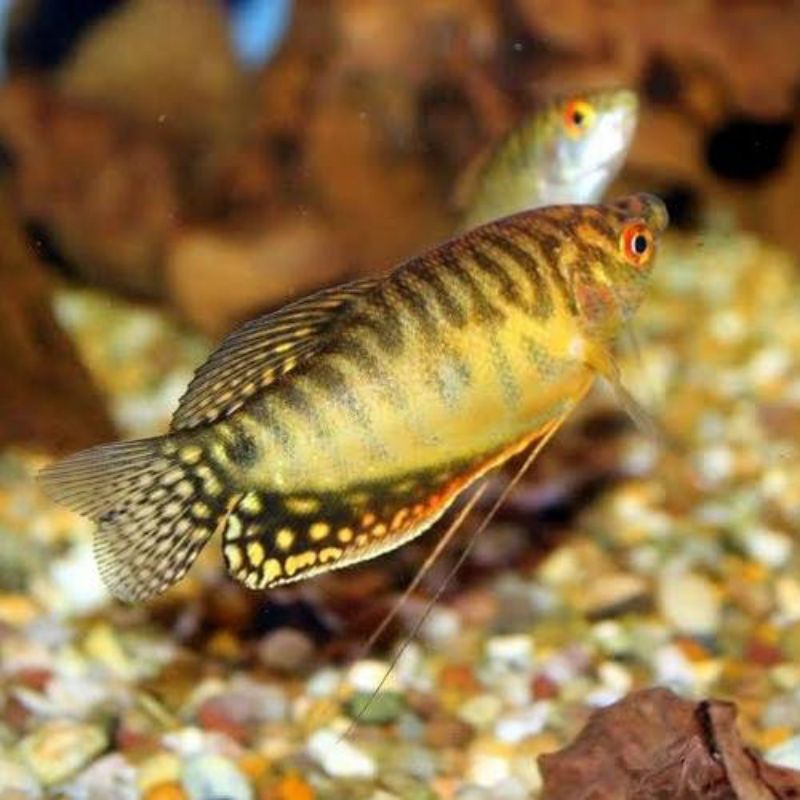 Sepat Madu mutiara Hiasan aquarium