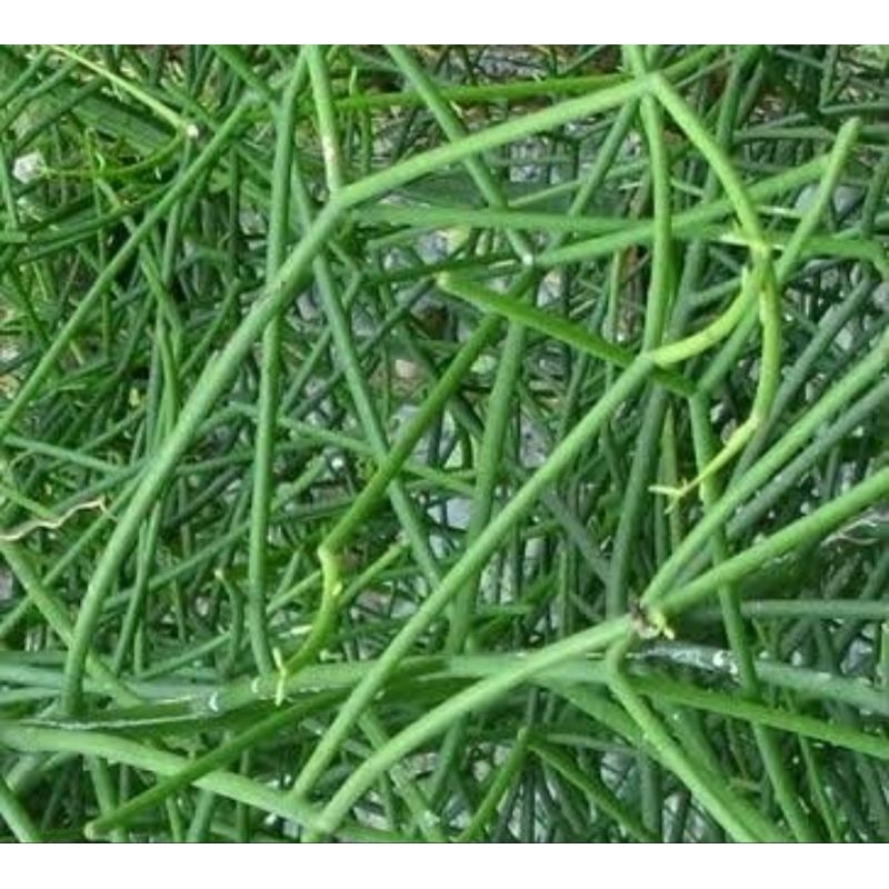 

Batang patah tulang segar petik langsung 250 gram-az