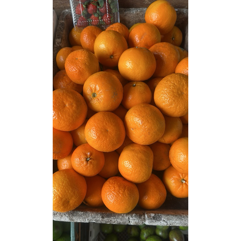

JERUK CITRUS (Mandarin)
