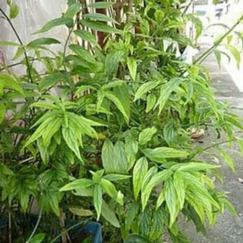 

Daun belalai gajah segar 1kg non pestisida