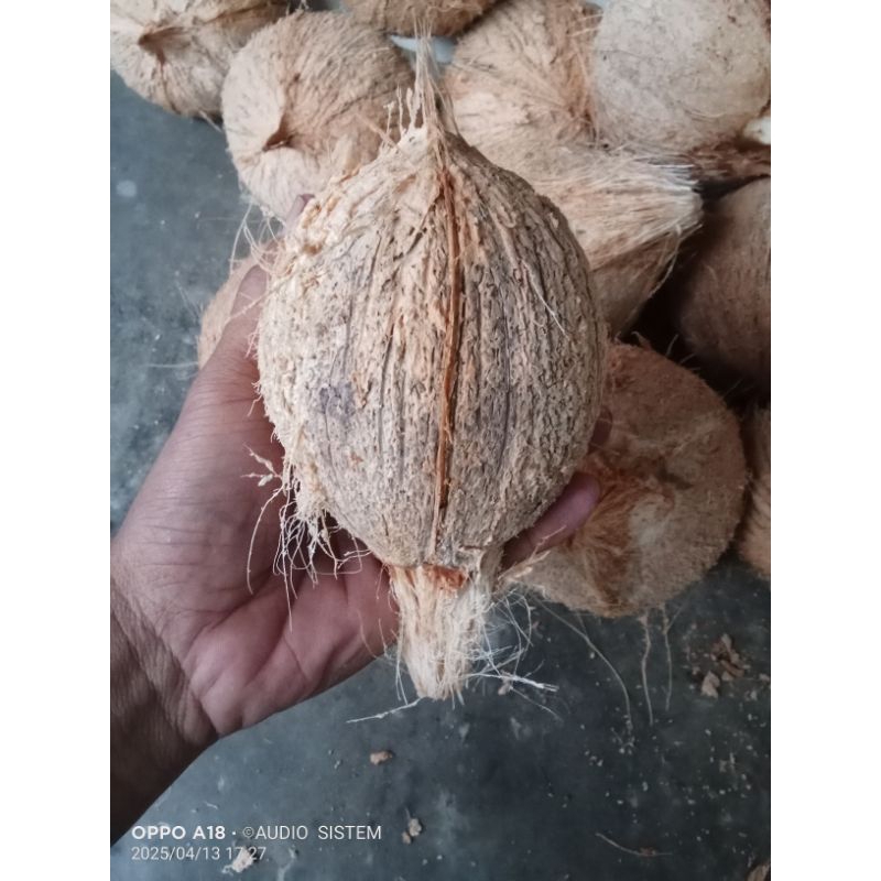 

kelapa tua.ukuran sedang.santan kental.harga 1 butir.murah meriah dari petani langsung.berat kurang lebih 750 gram