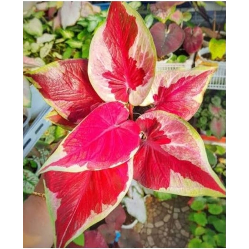 caladium Dwi warna ori