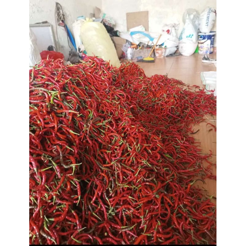 

cabai merah keriting