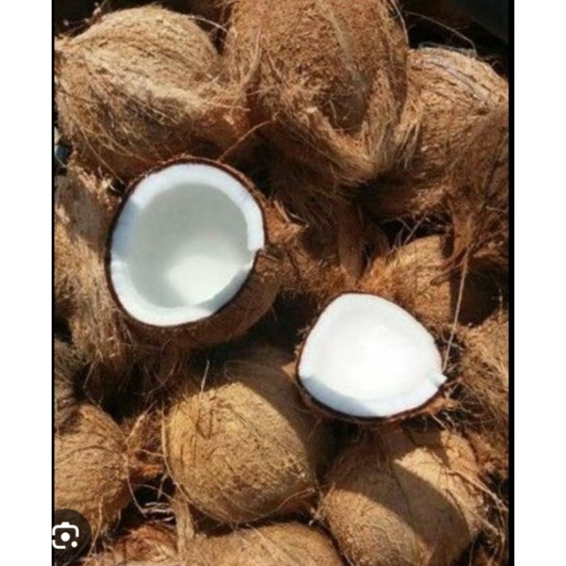 

buah kelapa tua segara kwalitas terbaik