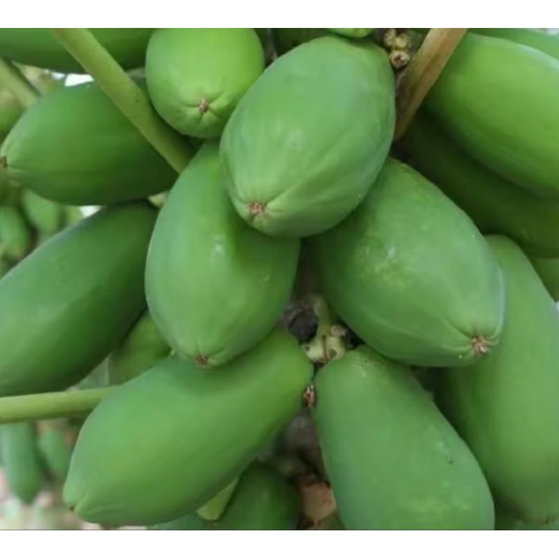 

Buah pepaya muda segar untuk bahan sayur