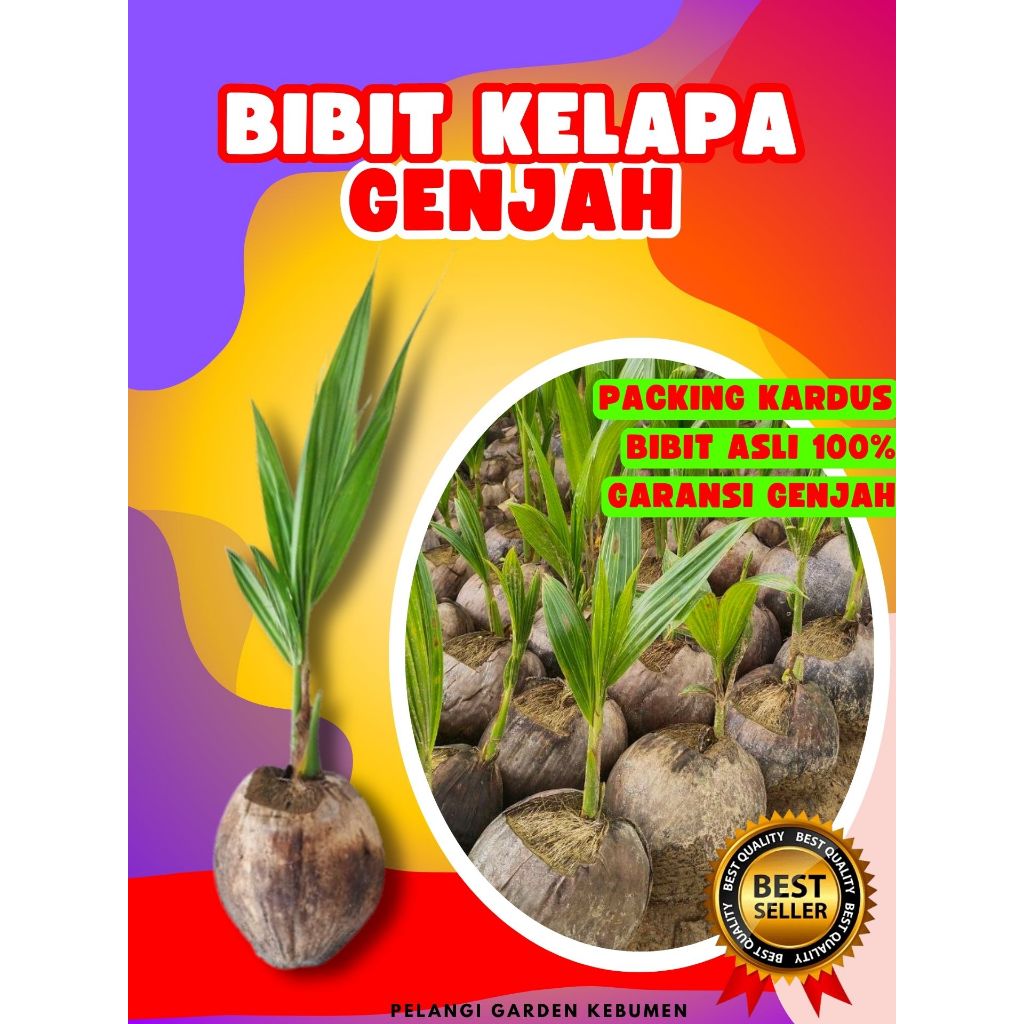 3 TAHUN BUAH..  Benih Buah Kelapa Entog, Benih Buah Kelapa Entok Anakan, Benih Buah Kelapa Entok Ana