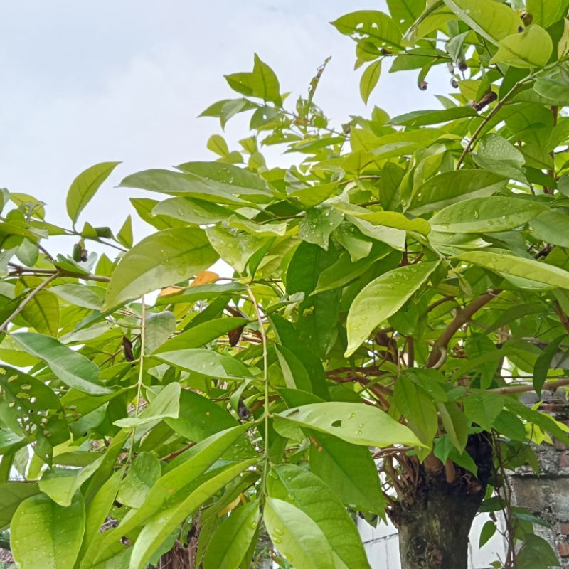 

daun salam
