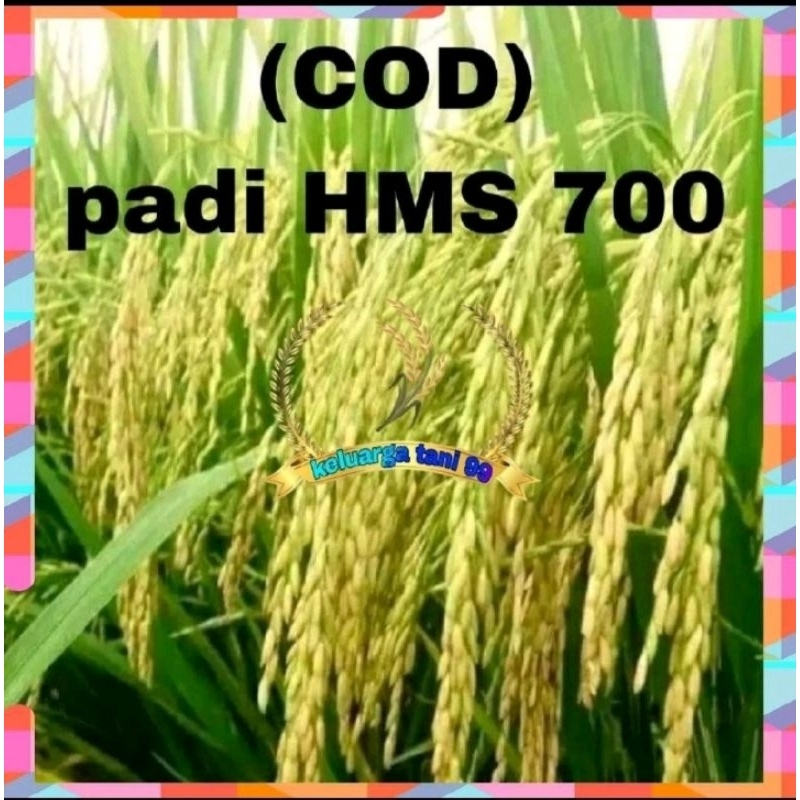 BENIH PADI HMS 700/BIBIT BERSERTIFIKAT KWALITAS TERBAIK/KEMASAN 5KG