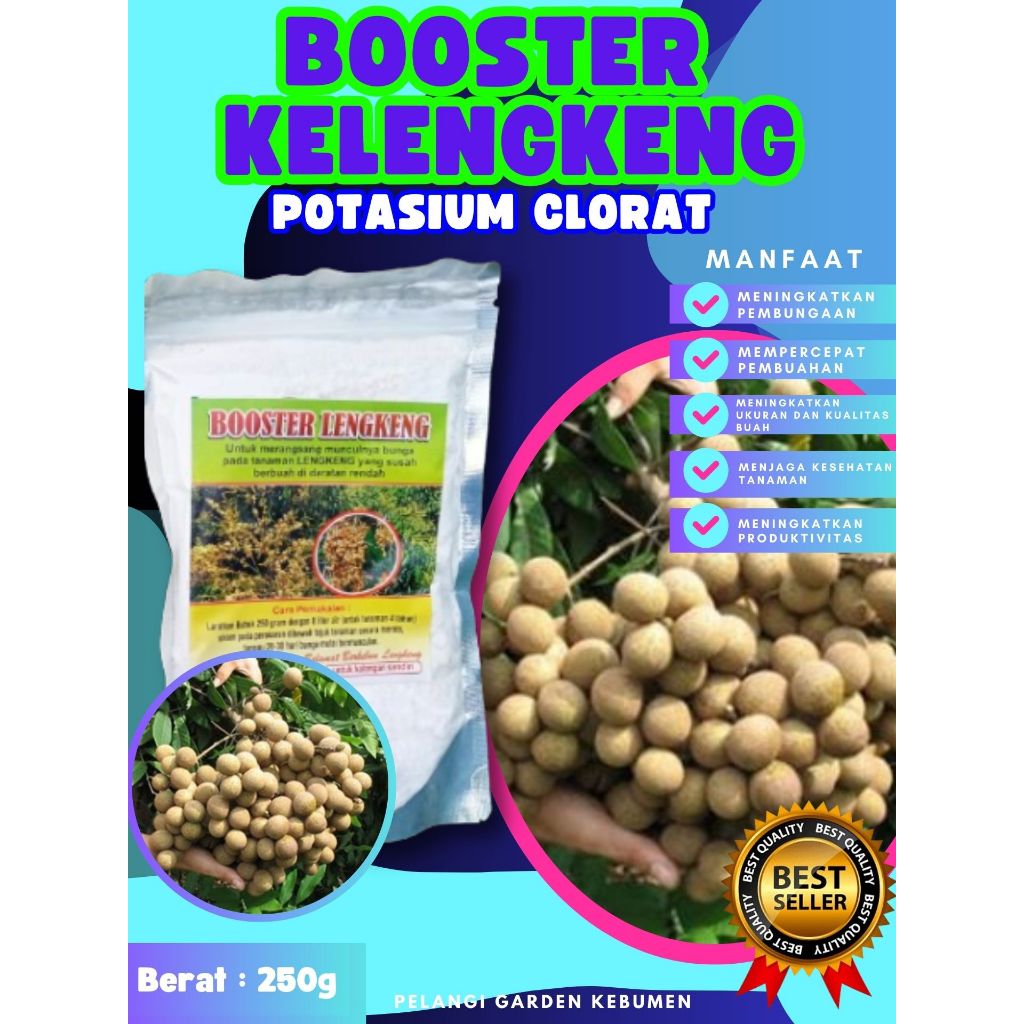 DIJAMIN ASLI  Pupuk Buah Kelengkeng Pingpong, Pupuk Buah Kelengkeng Pingpong Berbuah
