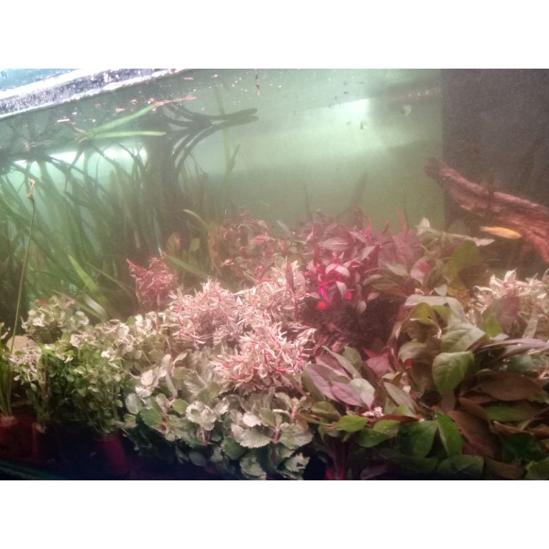 tanaman hias aquarium per POT / hiasan aquascape tanaman air 1 pot