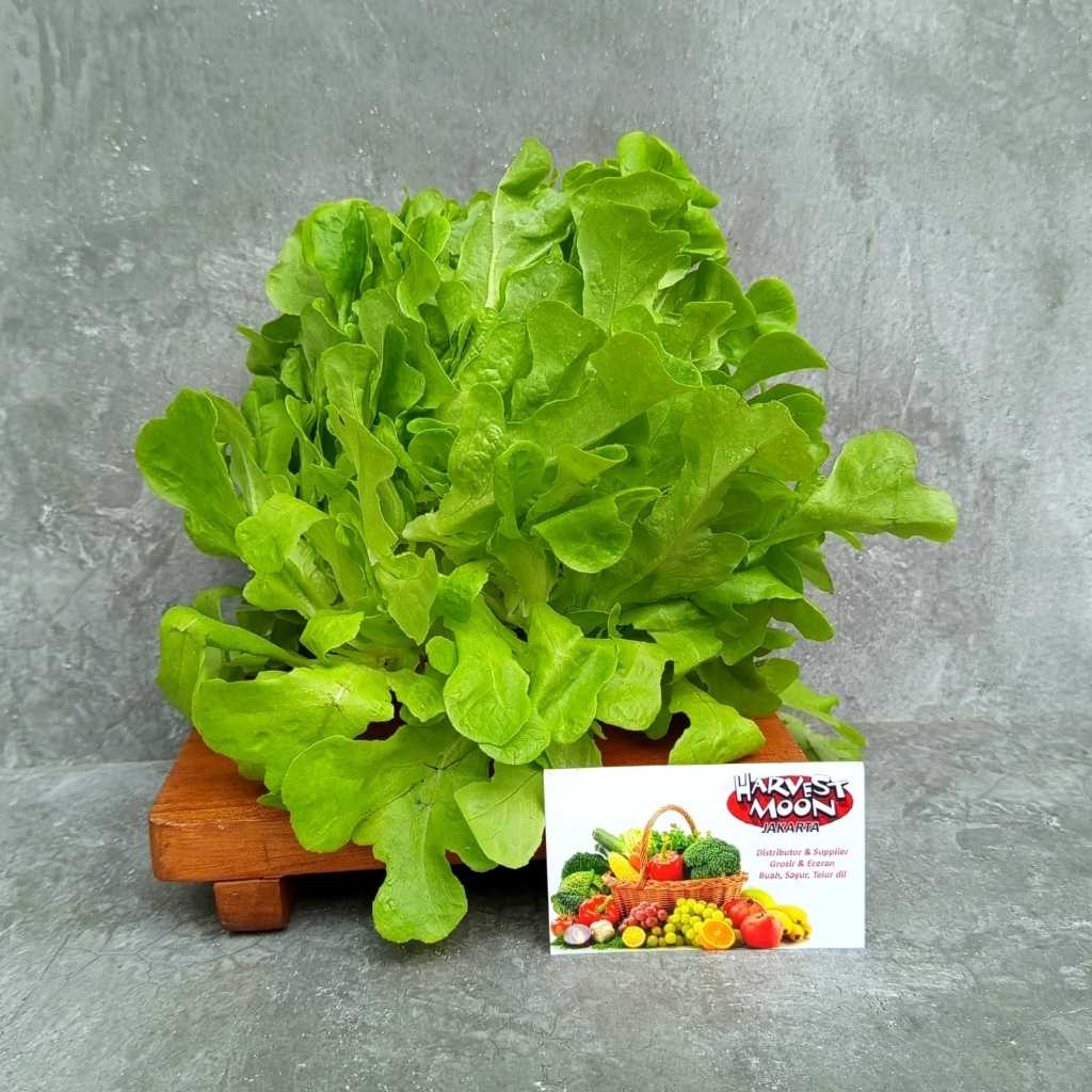 

HarvestMoon Hidroponik Oakleaf @250gr