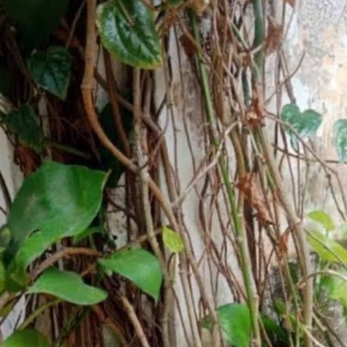 

Batang sirih hijau batang sirih segar 400 gram-az