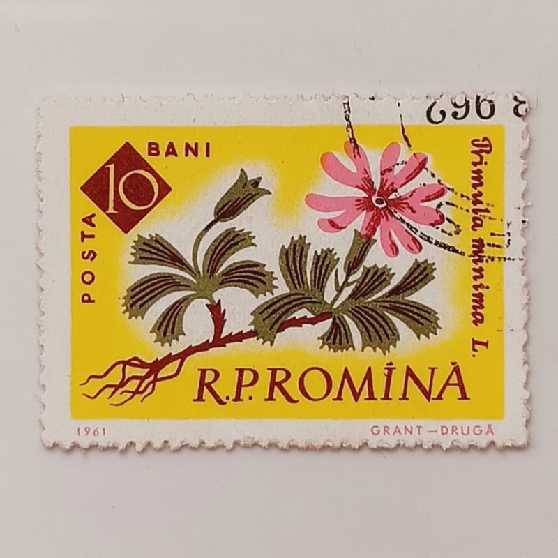 

(AA) Perangko Rumania 1961 Centenary of Bucharest Botanical Gardens - Dwarf Primrose (Primula minima) 10 ban CTO