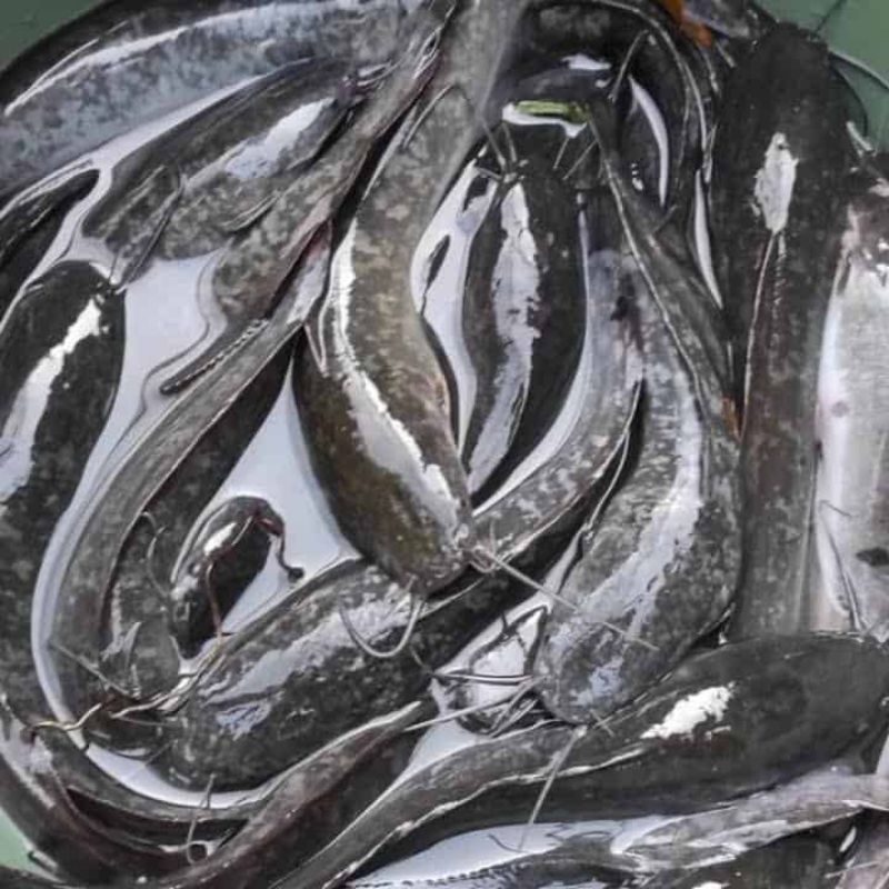 

Ikan Lele 500gr